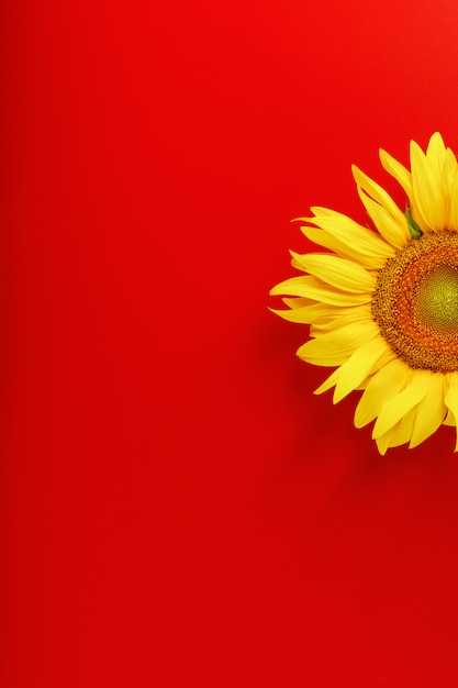 Photo yellow sunflower flower on a red.