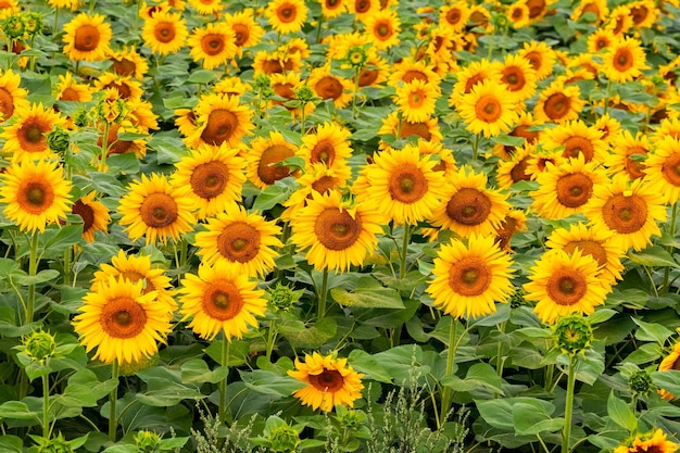 フィールドひまわりプランテーションの黄色いひまわりの花