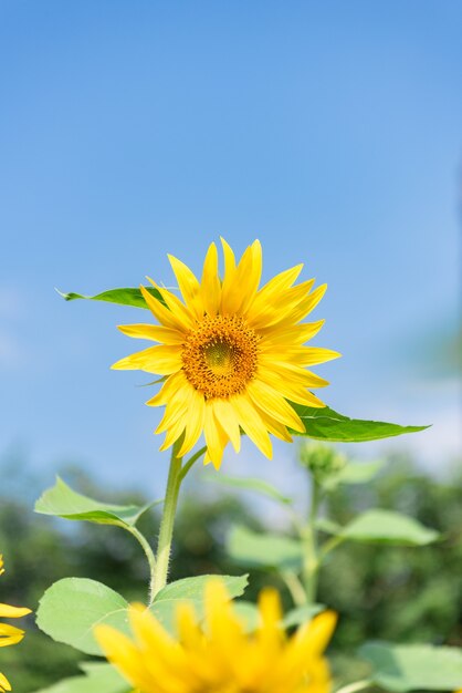 Photo a yellow sunflower in full bloom under the blue sky