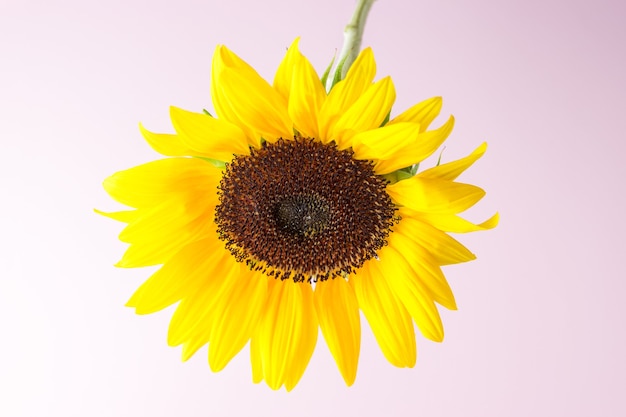 Yellow sunflower on pastel pink