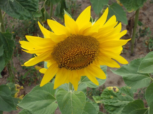 A yellow sunflower ripened on a the summer field