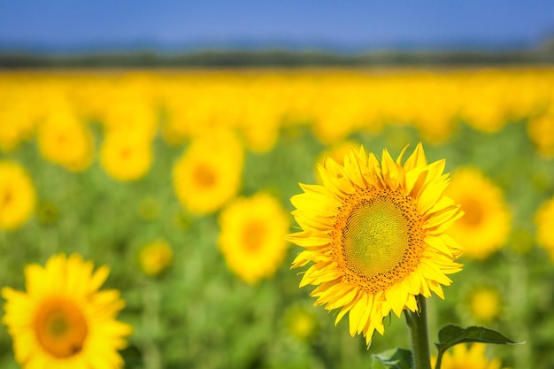 Yellow sunflower in the sunflower field