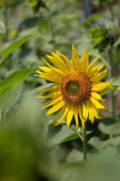 Yellow sunflower surrounded by green leaves