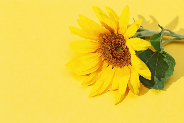 Yellow sunflower view from above Bright autumn blooming flower with copy space Natural flowery