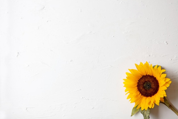 Yellow sunflower on a white background. Yellow Sunflower Bouquet, Autumn Concept, Top View, Space for Text. isolated on white background. Sunflower blooming. Bright yellow flowers