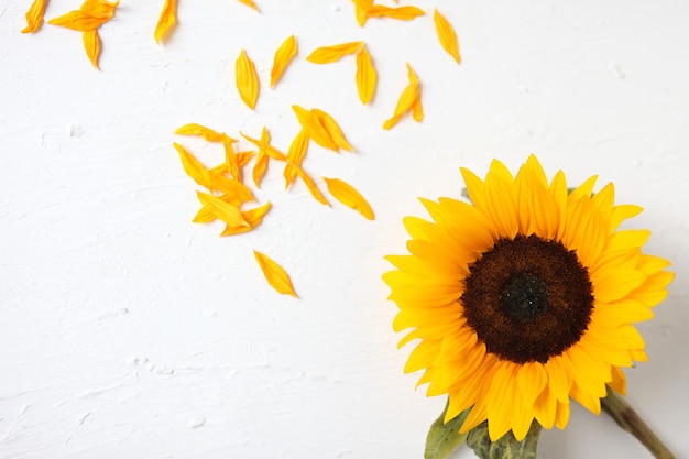 白い背景の上の黄色いヒマワリ。黄色いひまわりの花束、秋のコンセプト、上面図、テキスト用のスペース。白い背景で隔離。ひまわりが咲きます。明るい黄色の花