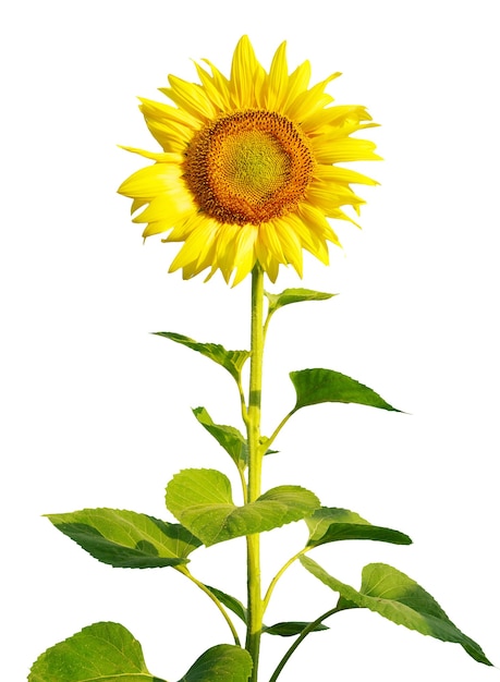 Yellow sunflower and white background