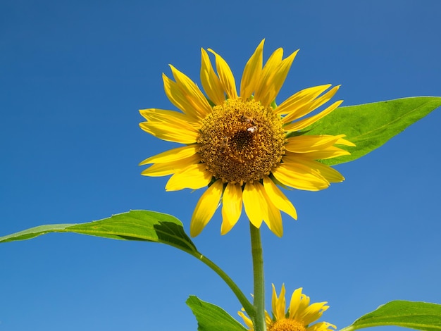 A yellow sunflower with a bee on it
