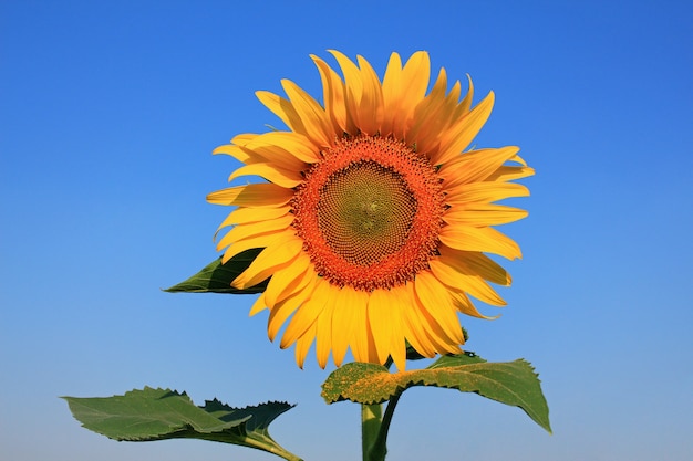 Yellow sunflower with blue sky