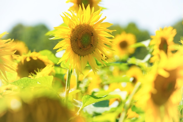 Yellow sunflower with green leaves isolated on white background