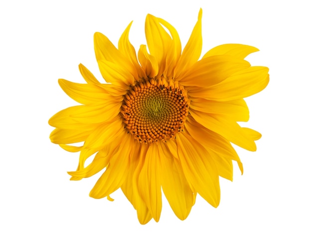 Photo yellow sunflower with leaves and petals isolate on a white background