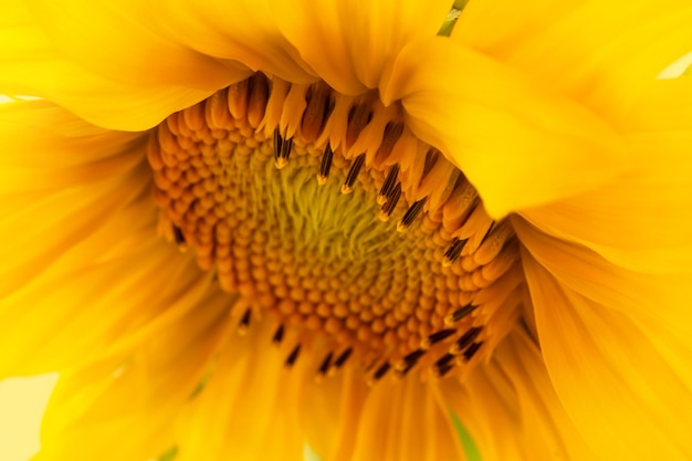 yellow sunflower with leaves and petals isolate on a white background