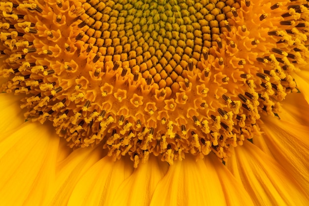 Girasole giallo con foglie e petali isolati su sfondo bianco