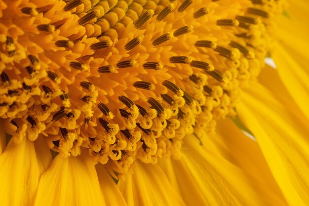 yellow sunflower with leaves and petals isolate on a white background