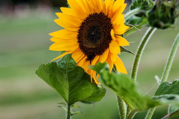 Yellow sunflower