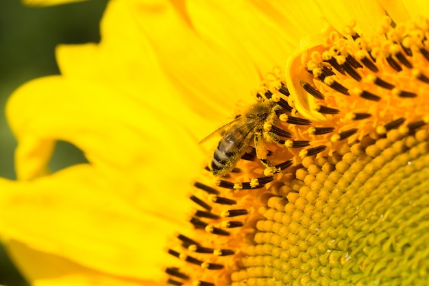 Yellow sunflower