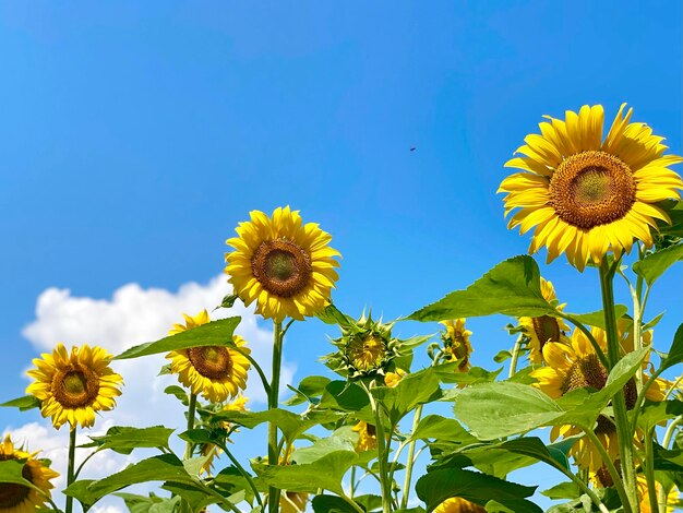 Yellow sunflowers against the blue sky