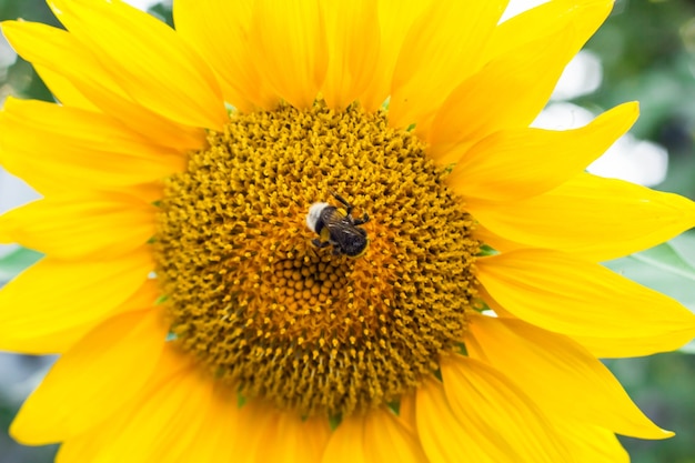 Yellow sunflowers in the agricultural sunflower field. Bumblebee sitting on a yellow sunflower.