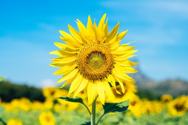 The yellow sunflowers are blooming with a beautiful blue sky in the morning.