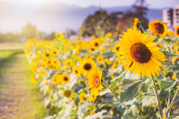 Photo yellow sunflowers on the background of the summer sky