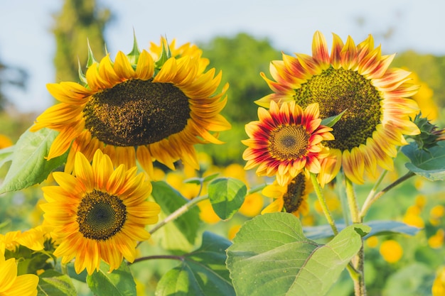 Photo yellow sunflowers on the background of the summer sky