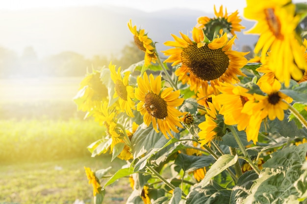 Photo yellow sunflowers on the background of the summer sky