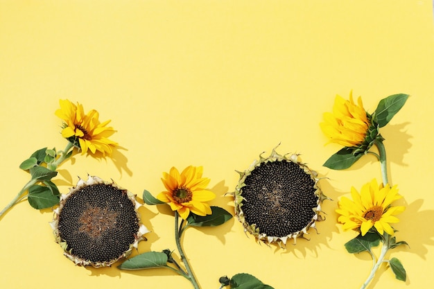 Yellow sunflowers and black seeds