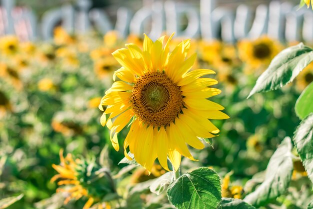 Foto fioritura di girasoli gialli