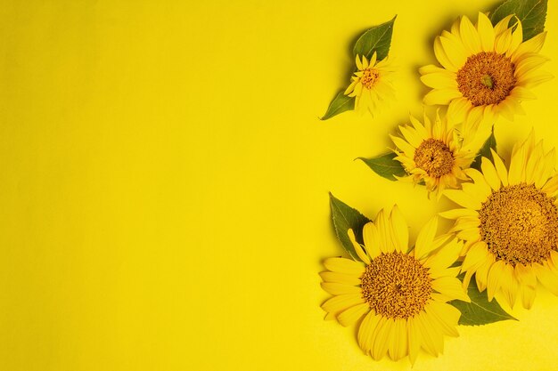 Yellow sunflowers on bright yellow background. Summer bright greeting card template, top view