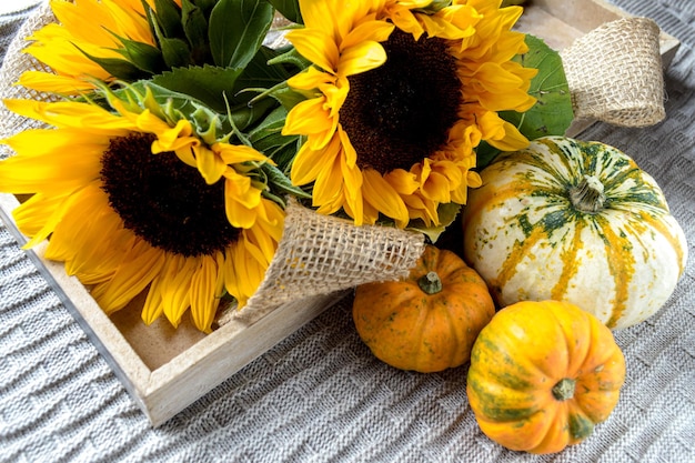 Yellow sunflowers and colorful pumpkins on a knitted plaid