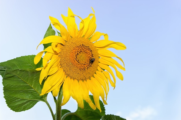 Girasoli gialli in una fattoria