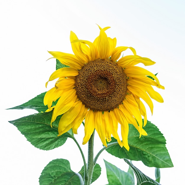 Yellow sunflowers on a farm