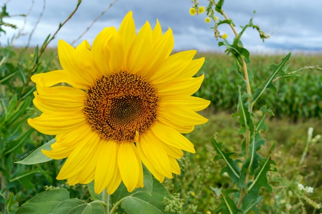 Yellow sunflowers field. On top of storm clouds. Before the rain