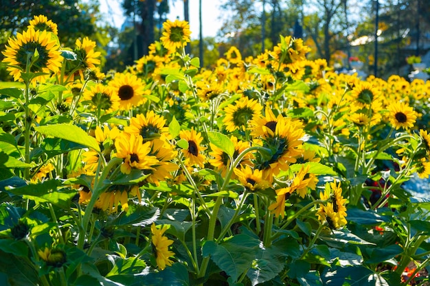 Girasoli gialli sullo sfondo del mattino