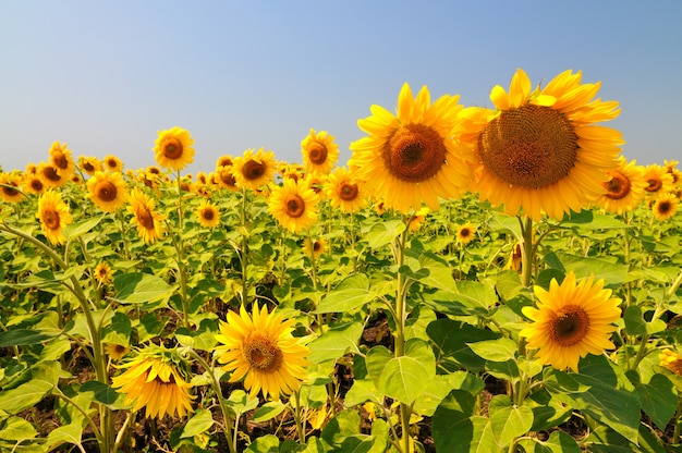 Yellow sunflowers with green leaves