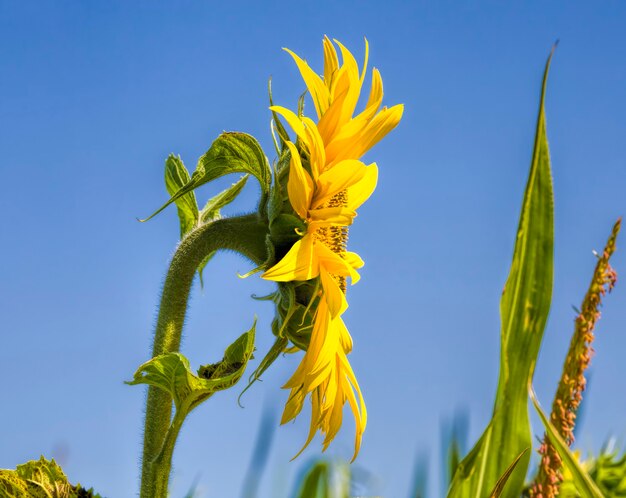 yellow sunflowers