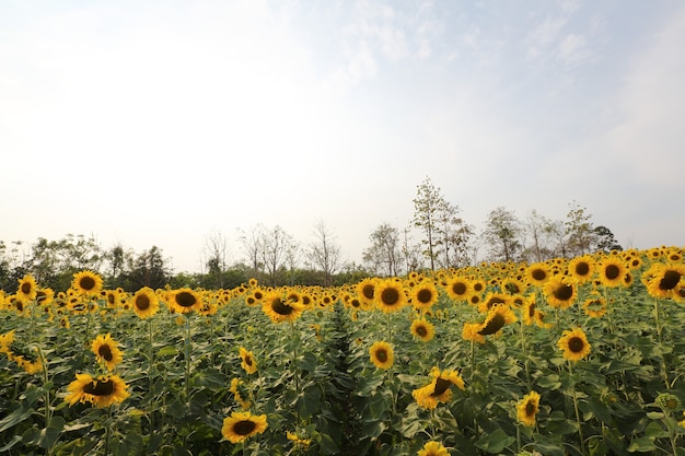 Yellow sunflowers