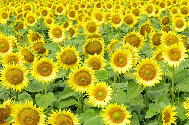 Yellow sunflowers