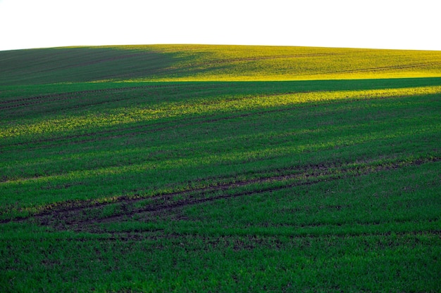 Yellow sunlight lines on green field abstract clean countryside background