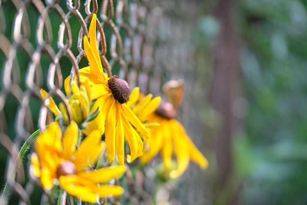 緑の日当たりの良い庭の花壇のチェーンリンク柵の壁に咲く黄色の太陽に照らされたカモミールの花