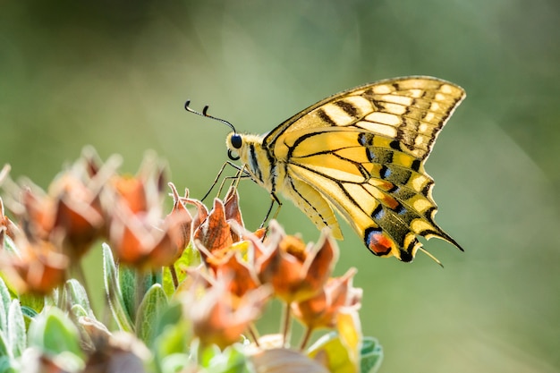 Yellow Swallowtail