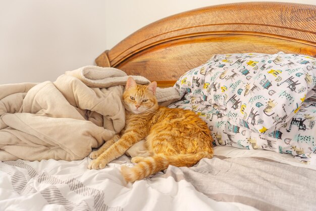 Yellow tabby cat resting on the bed