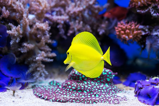 Yellow tang fish in aquarium