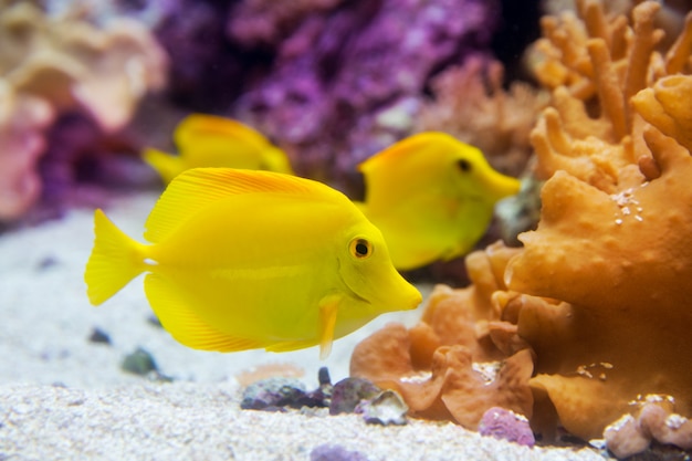 黄色の唐魚Zebrasoma flavesenes