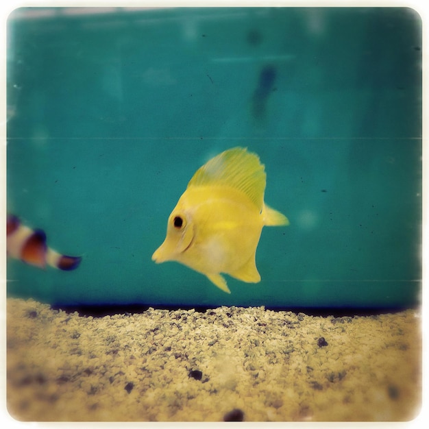 Yellow tang swimming in aquarium