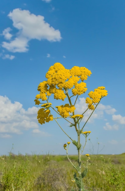 Yellow tansy flowers against the sky in nature