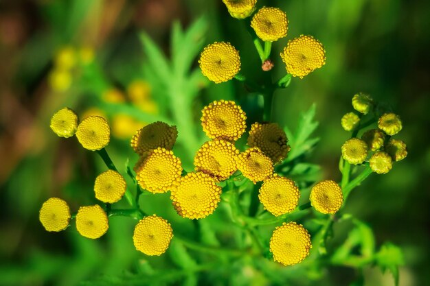 yellow tansy flowers grow in a flower garden. cultivation and collection of medical plants concept