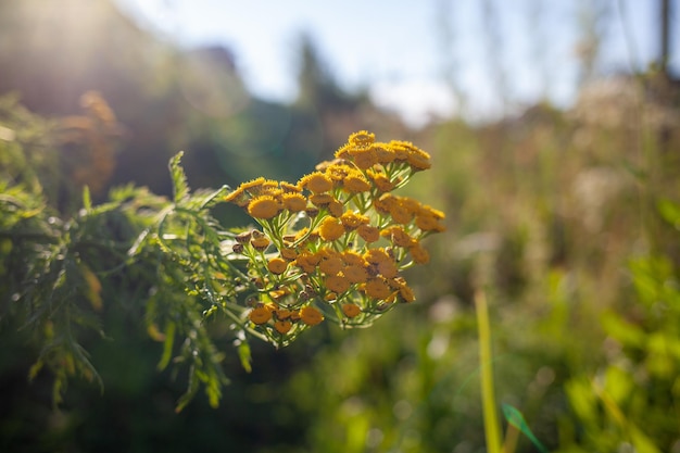 노란색 탠시 꽃 Tanacetum vulgare, common tansy, 비터 버튼, 암소 비터 또는 골든 버튼