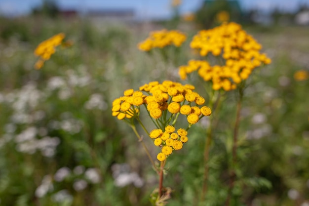 노란색 탠시 꽃 Tanacetum vulgare, common tansy, 비터 버튼, 암소 비터 또는 골든 버튼