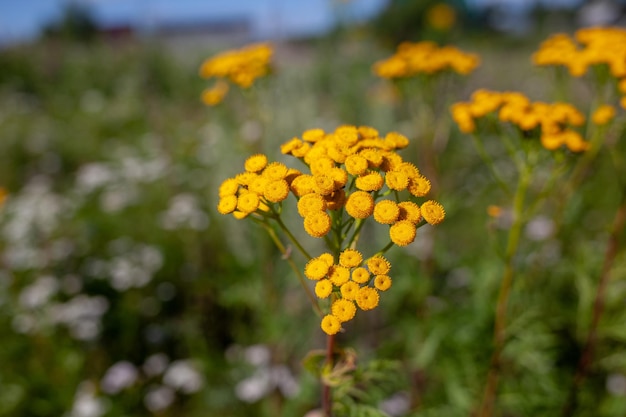 노란색 탠시 꽃 Tanacetum vulgare, common tansy, 비터 버튼, 암소 비터 또는 골든 버튼